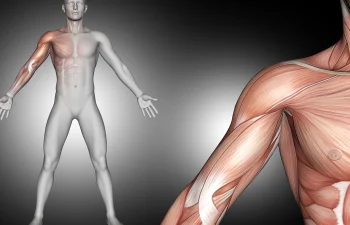 osteopathe_montaigu_bouffere-article_blog_fascias