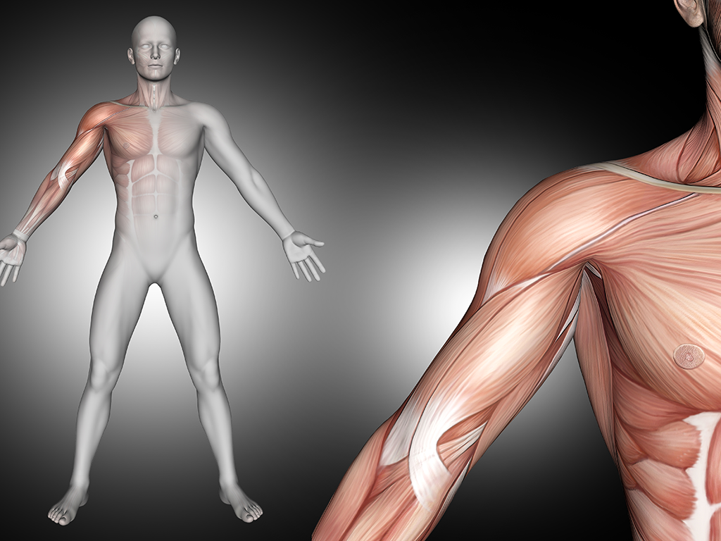 osteopathe_montaigu_bouffere-article_blog_fascias